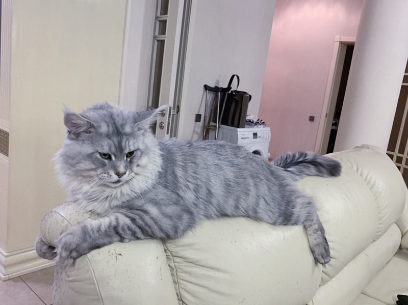 Bodiam Furor - maine-coon