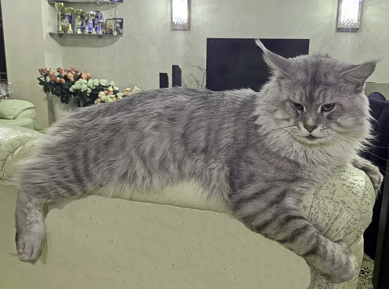 Bodiam Furor - maine-coon