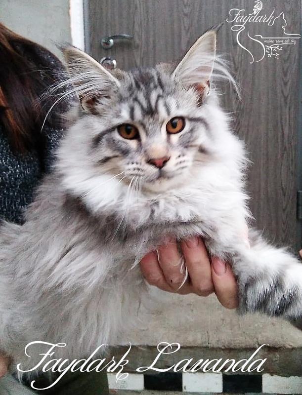 Faydark Lavanda - Kitten maine-coon 5 months 3 weeks
