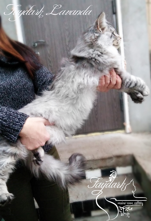 Faydark Lavanda - Kitten maine-coon 5 months 3 weeks