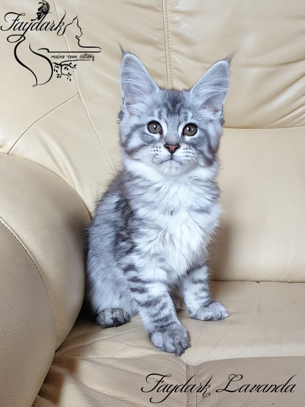 Faydark Lavanda - Kitten maine-coon 3 months
