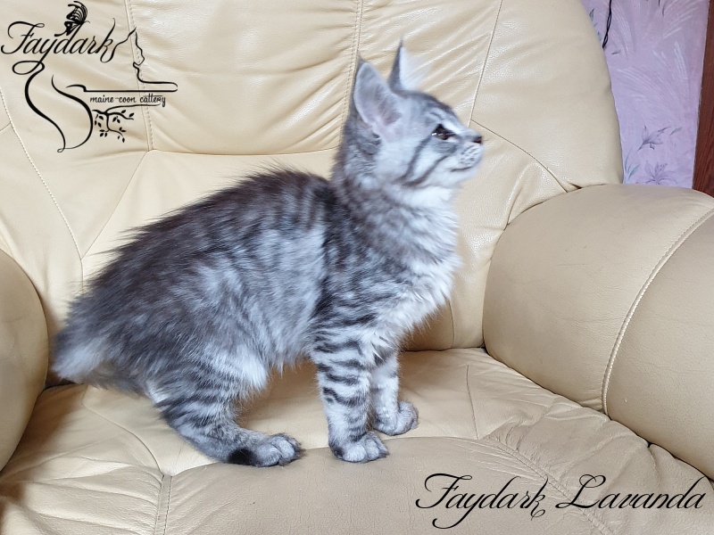 Faydark Lavanda - Kitten maine-coon 3 months