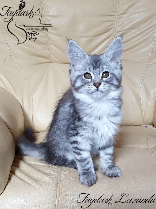 Faydark Lavanda - Kitten maine-coon 3 months