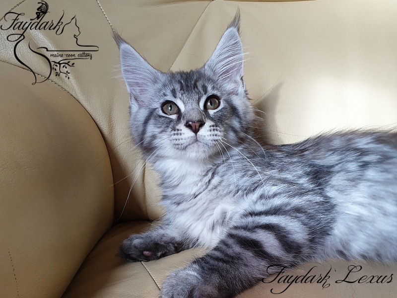 Faydark Lexus - Котенок мейн-кун 3 месяца