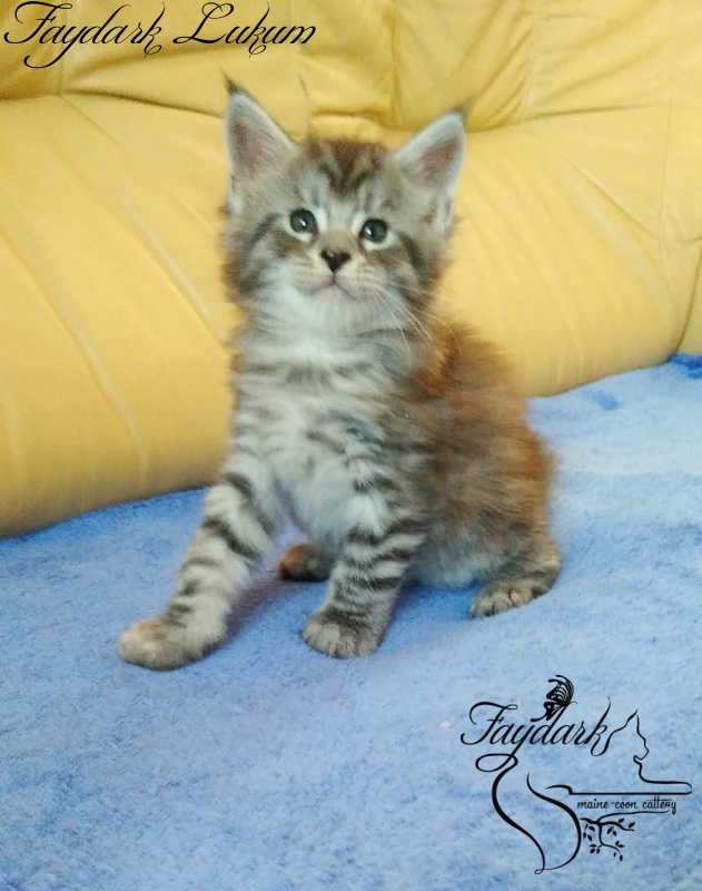 Faydark Lukum - Kitten maine-coon 1 month 1.5 week