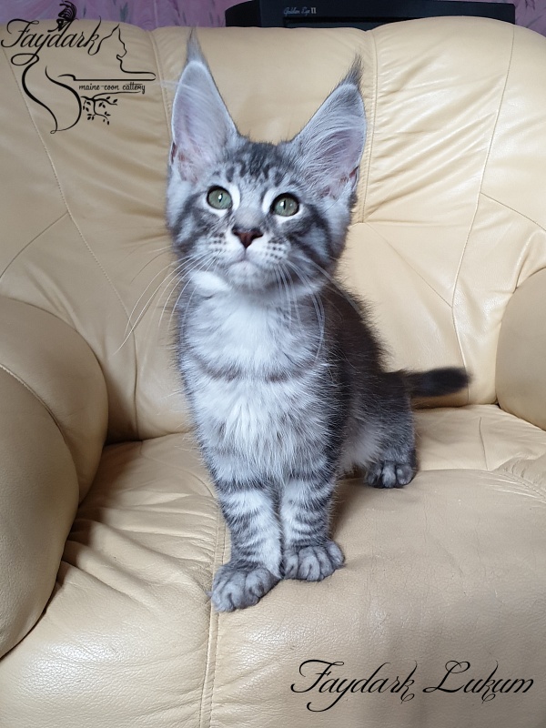 Faydark Lukum - Kitten maine-coon 3 months