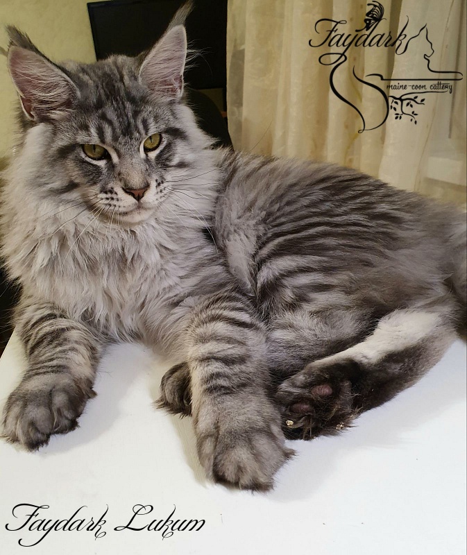 Faydark Lukum - Kitten maine-coon 5 months 3.5 weeks