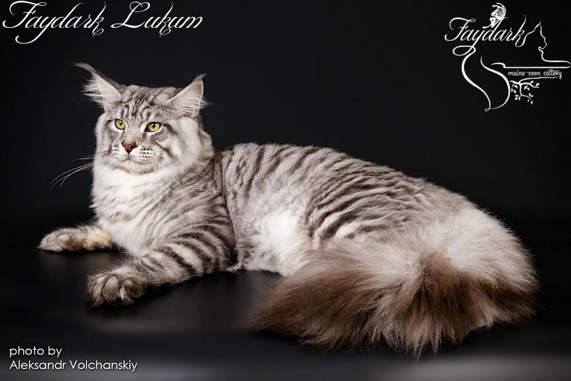 Faydark Lukum - Junior maine-coon 8 months 1 week