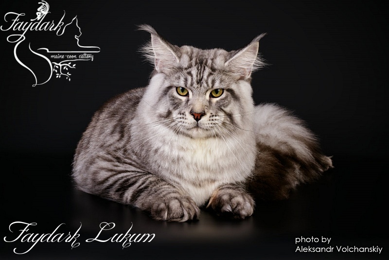 Faydark Lukum - Junior maine-coon 8 months 1 week