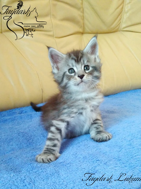 Faydark Lukum - Kitten maine-coon 1 month 1.5 week