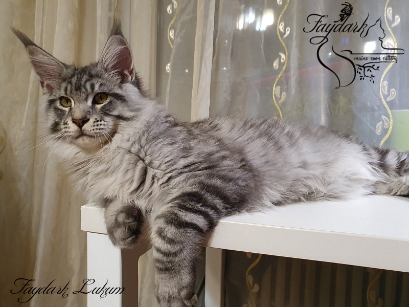 Faydark Lukum - Kitten maine-coon 5 months 3.5 weeks