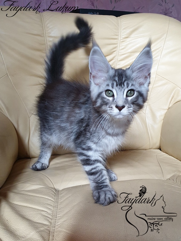 Faydark Lukum - Kitten maine-coon 3 months