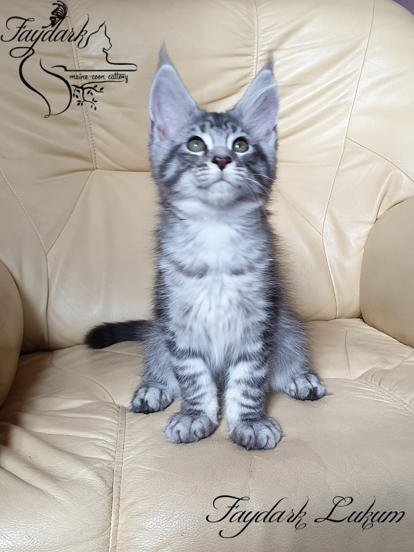 Faydark Lukum - Kitten maine-coon 3 months