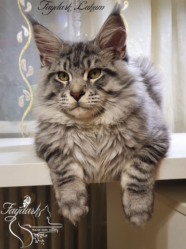 Faydark Lukum - Kitten maine-coon 5 months 3.5 weeks