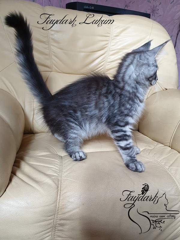 Faydark Lukum - Kitten maine-coon 3 months