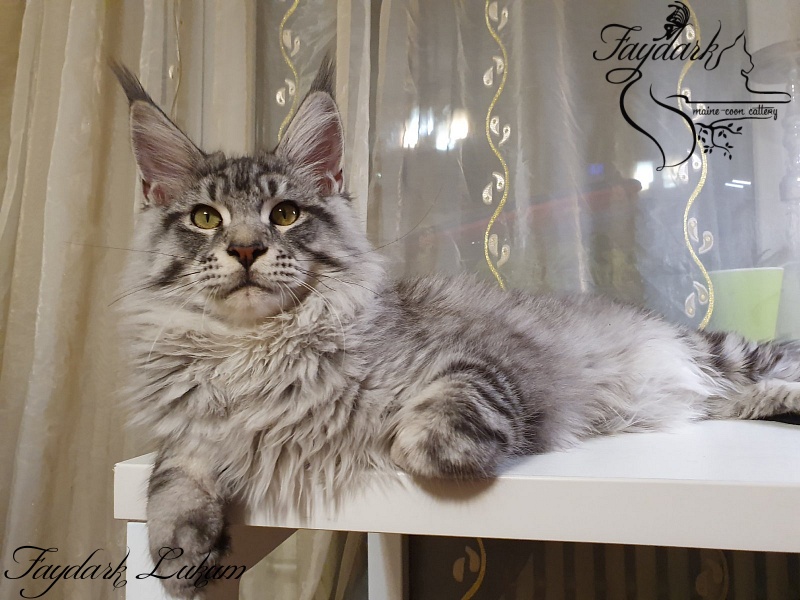 Faydark Lukum - Kitten maine-coon 5 months 3.5 weeks