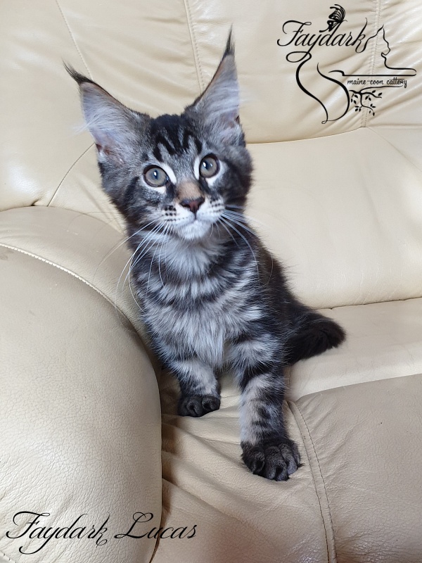 Faydark Lucas - Kitten maine-coon 3 months