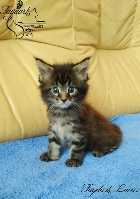 Faydark Lucas - Kitten maine-coon 1 month 1.5 week