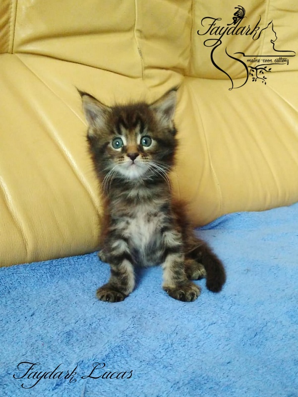 Faydark Lucas - Kitten maine-coon 1 month 1.5 week