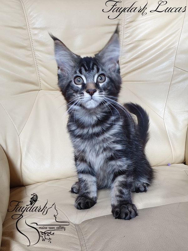 Faydark Lucas - Kitten maine-coon 3 months