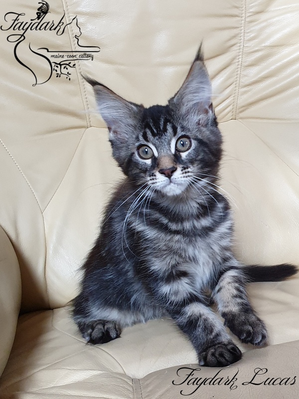 Faydark Lucas - Kitten maine-coon 3 months