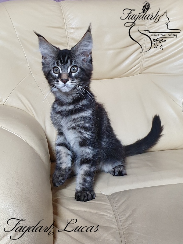 Faydark Lucas - Kitten maine-coon 3 months