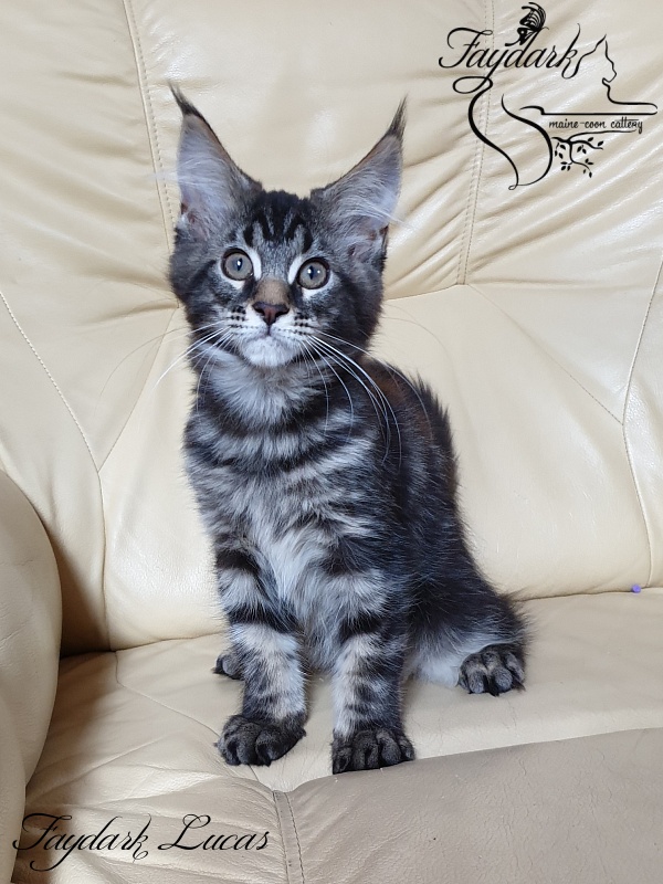 Faydark Lucas - Kitten maine-coon 3 months