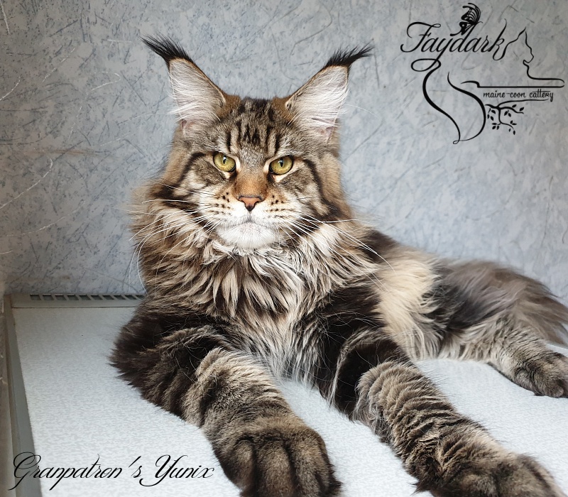 Granpatron's Yunix - Junior maine-coon 9 months 1 week