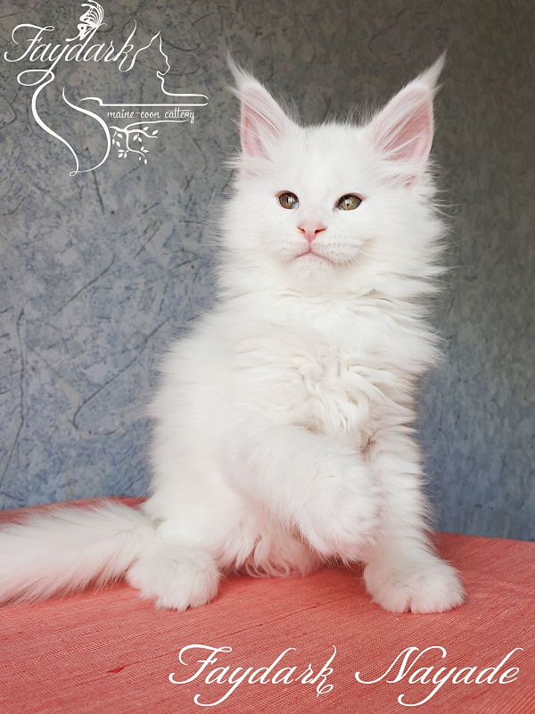 Faydark Nayade - Kitten maine-coon 2 months