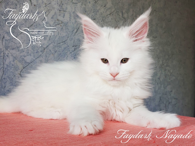 Faydark Nayade - Kitten maine-coon 2 months