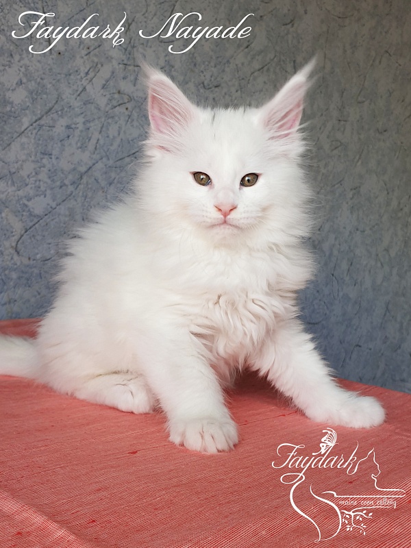 Faydark Nayade - Kitten maine-coon 2 months