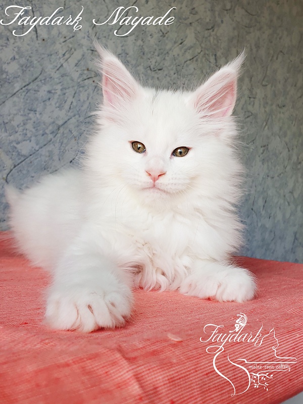 Faydark Nayade - Kitten maine-coon 2 months