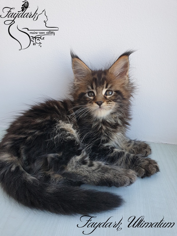 Faydark Ultimatum - Kitten maine-coon 1 month 3 weeks