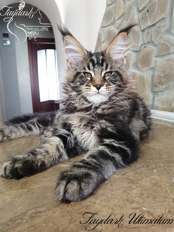 Faydark Ultimatum - Kitten maine-coon 3 months 0.5 weeks