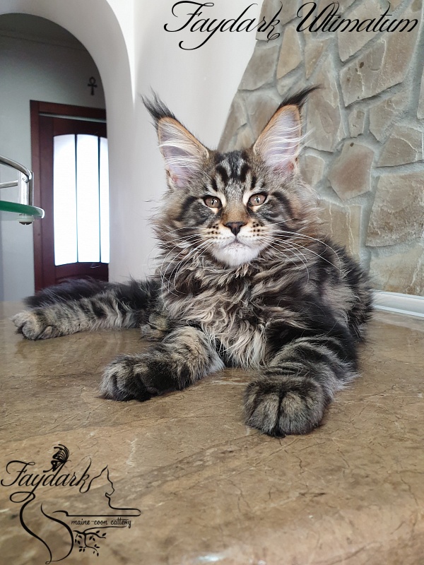Faydark Ultimatum - Kitten maine-coon 3 months 0.5 weeks