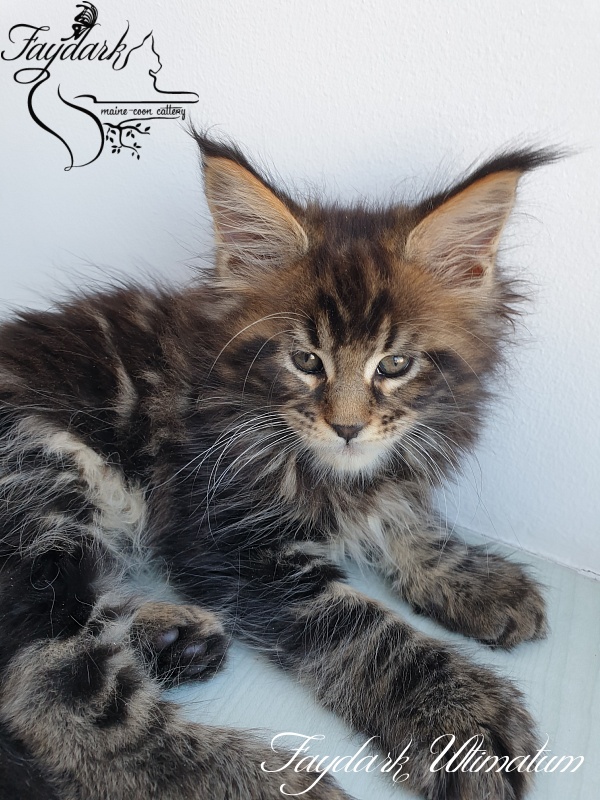 Faydark Ultimatum - Kitten maine-coon 1 month 3 weeks