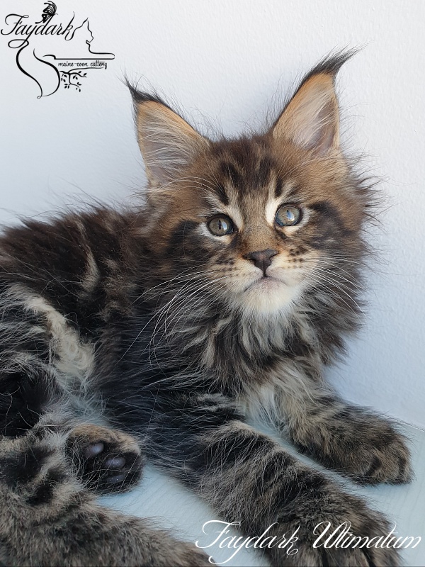 Faydark Ultimatum - Kitten maine-coon 1 month 3 weeks