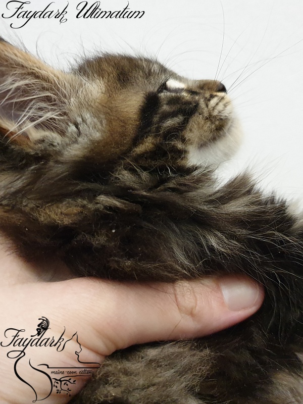 Faydark Ultimatum - Kitten maine-coon 1 month 3 weeks