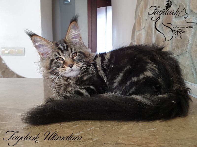 Faydark Ultimatum - Kitten maine-coon 3 months 0.5 weeks