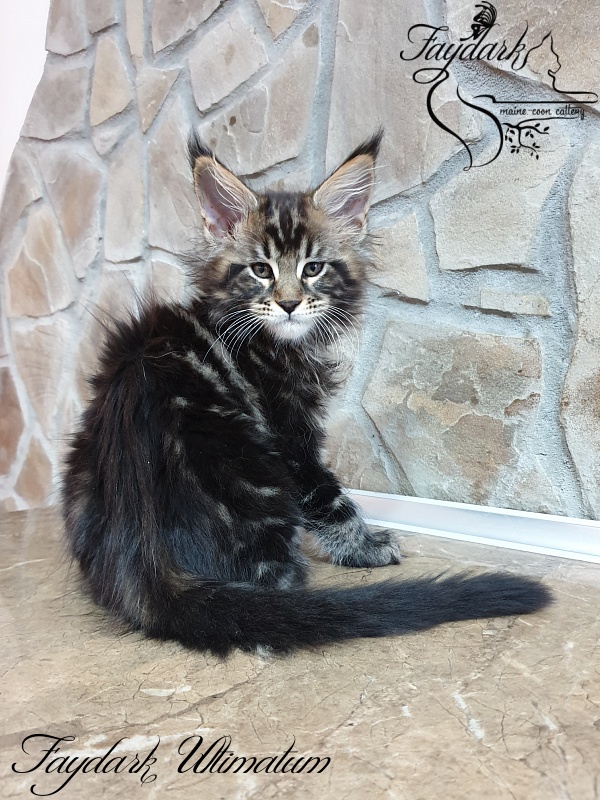 Faydark Ultimatum - Kitten maine-coon 2 months 0.5 weeks