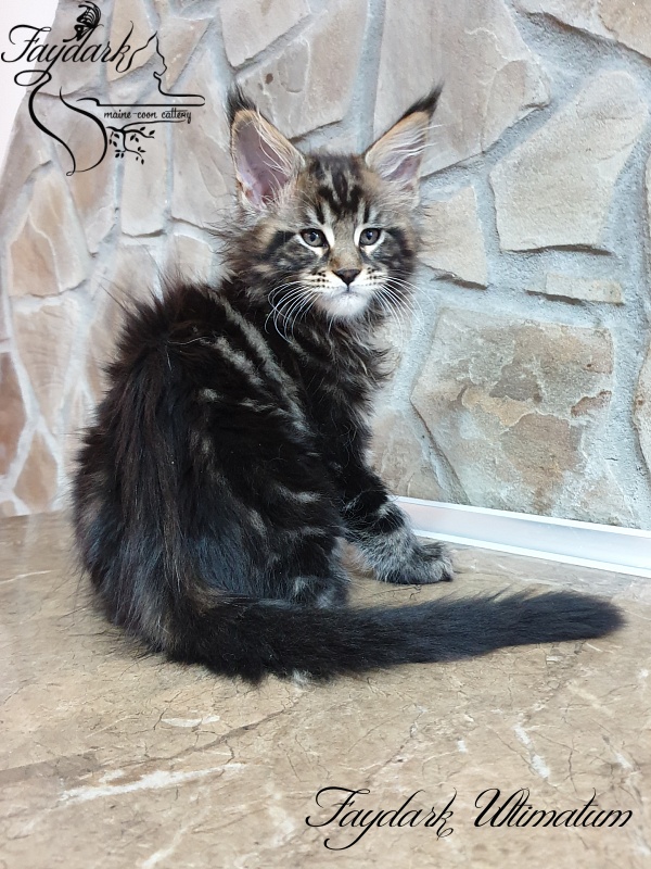 Faydark Ultimatum - Kitten maine-coon 2 months 0.5 weeks