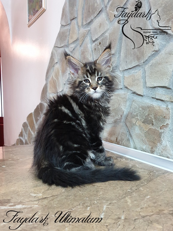 Faydark Ultimatum - Kitten maine-coon 2 months 0.5 weeks