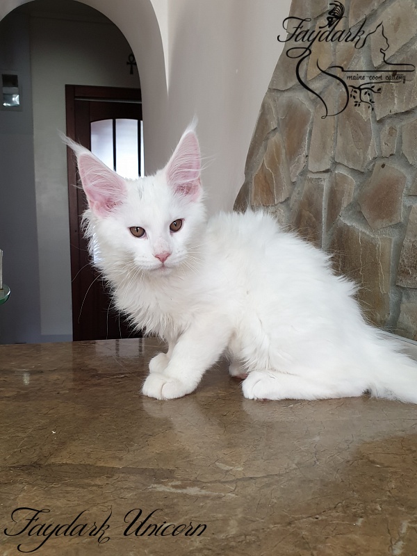 Faydark Unicorn - Kitten maine-coon 3 months 0.5 weeks