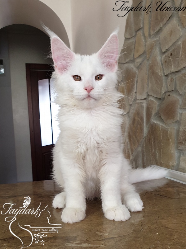 Faydark Unicorn - Kitten maine-coon 3 months 0.5 weeks