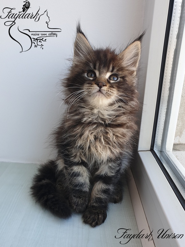 Faydark Unison - Kitten maine-coon 1 month 3 weeks