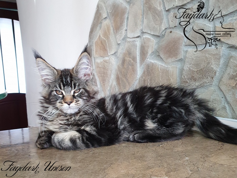 Faydark Unison - Kitten maine-coon 3 months 0.5 weeks