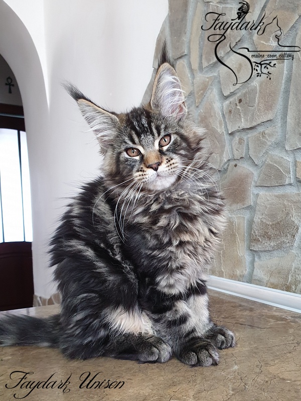Faydark Unison - Kitten maine-coon 3 months 0.5 weeks