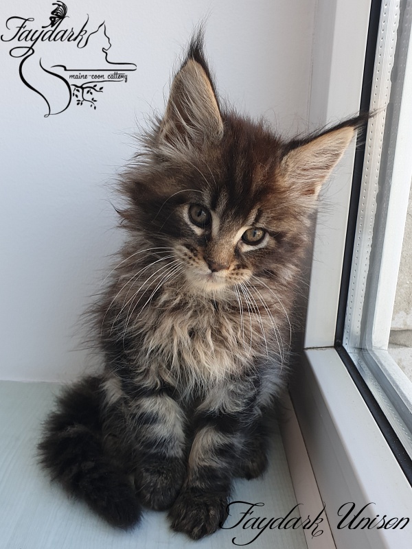 Faydark Unison - Kitten maine-coon 1 month 3 weeks
