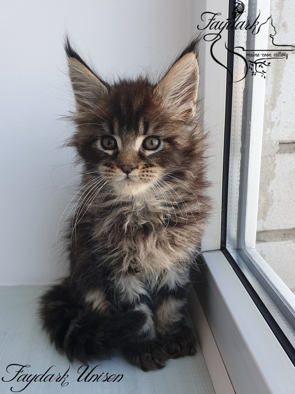 Faydark Unison - Kitten maine-coon 1 month 3 weeks