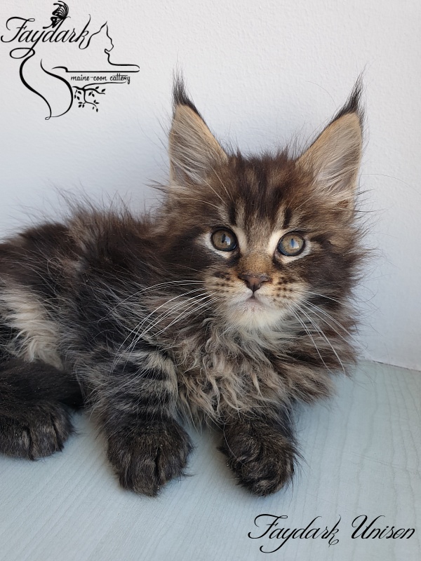 Faydark Unison - Kitten maine-coon 1 month 3 weeks